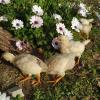 Slika oglasa 12