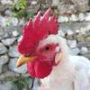 Slika oglasa 8
